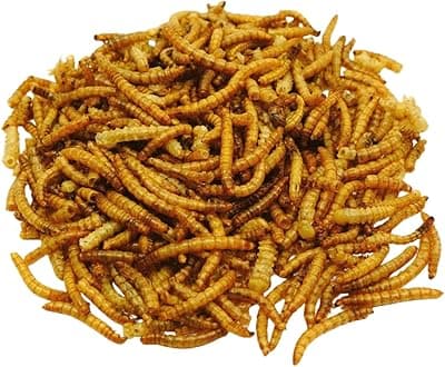 Larve dello scarabeo della farina, spuntino per criceti, ratto, 20 grammi,