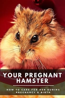 Your Pregnant Hamster: How To Care For Her During Pregnancy & Birth